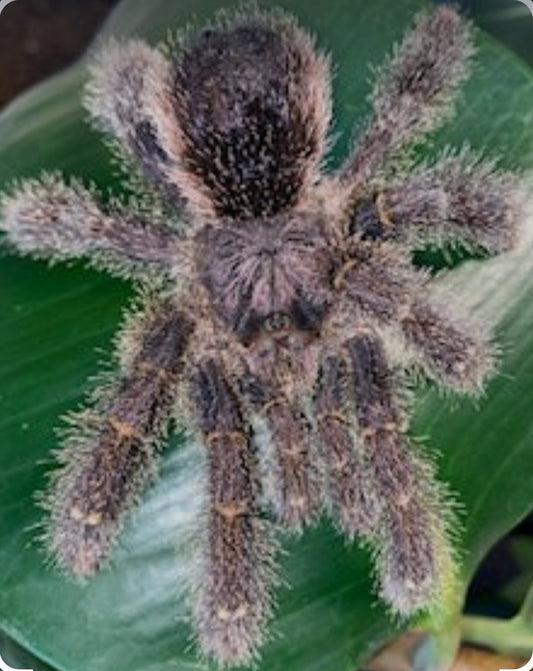 Avicularia huriana(wooly pinktoe).5-.75”