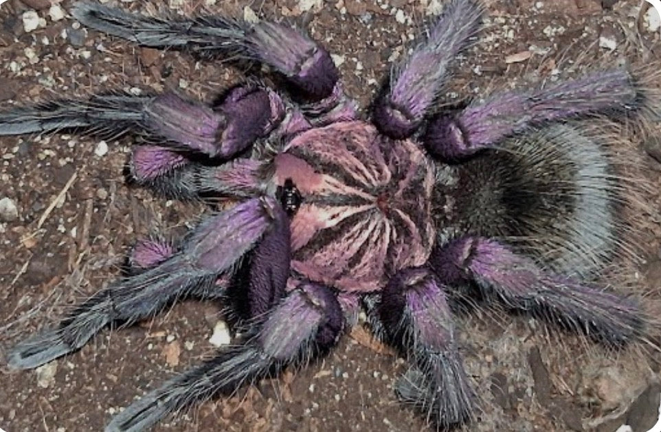 Pamphobeteus c.f. insignis (Ecuador) 1”
