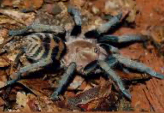 Anqasha picta (Anqasha tiger rump).75”