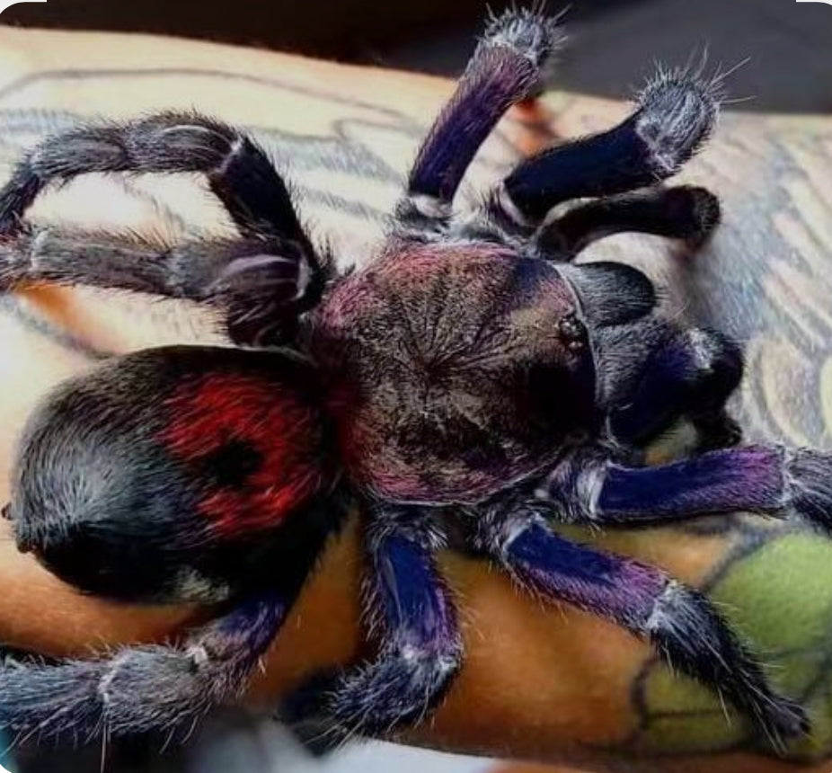 Antikuna sp Fenix (Andes purple flame).5”