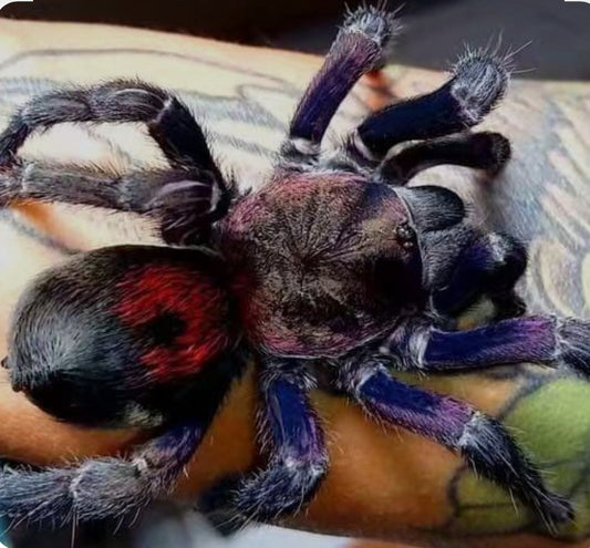 Antikuna sp Fenix (Andes purple flame).5”