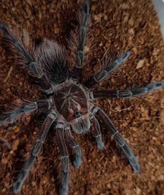 Pamphobeteus sp 'Flammifera' (Flame-Bearing Bird Eater)
1"