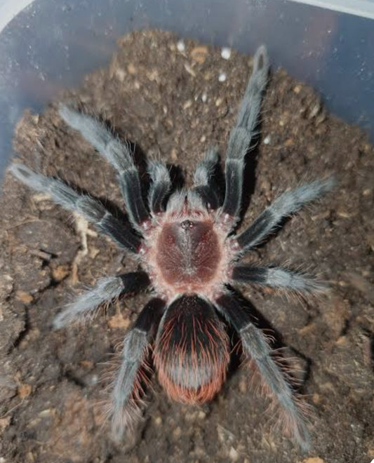 Tliltocatl vagans ( Mexican red rump)