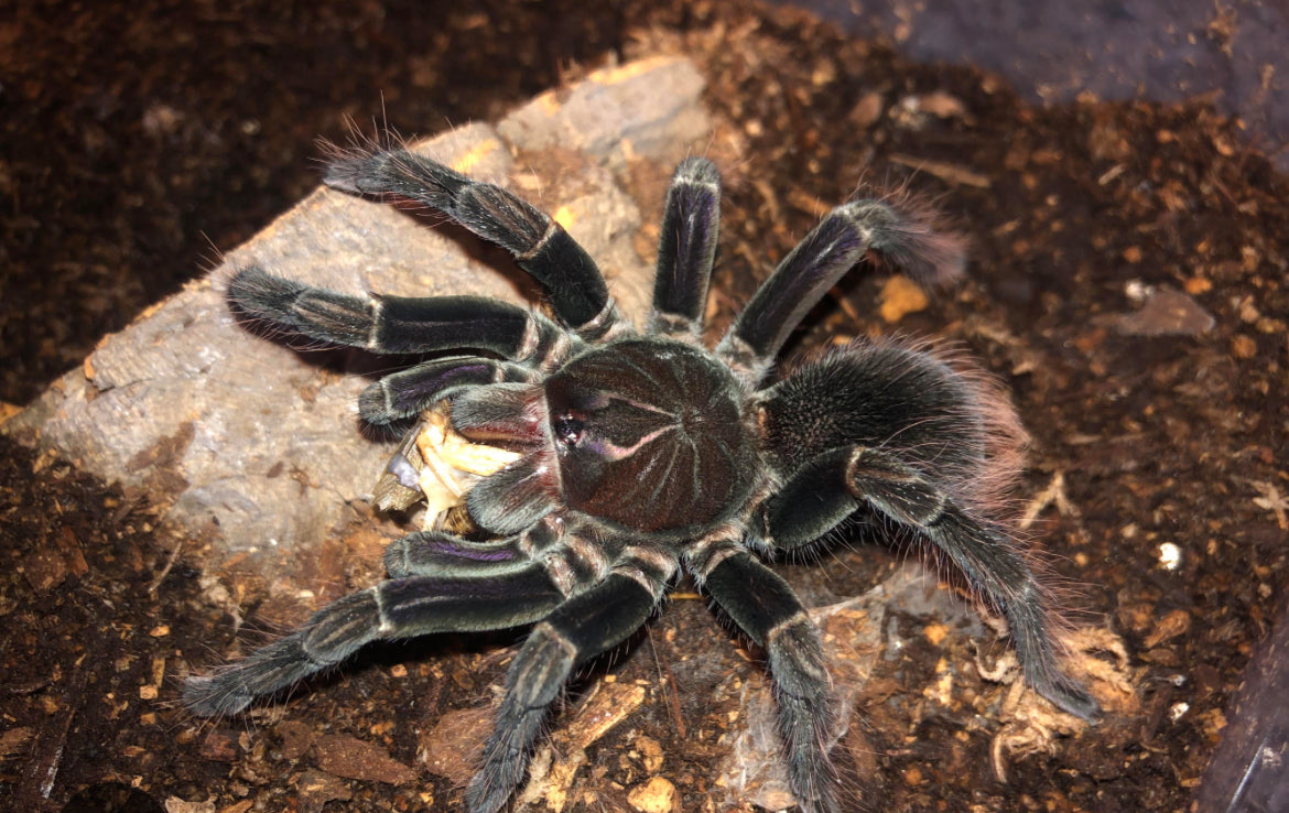 Black Ecuador Rabbit Pamphobeteus sp Tigris (Ecuadorian Black Birdeater)3” female molt conf ...