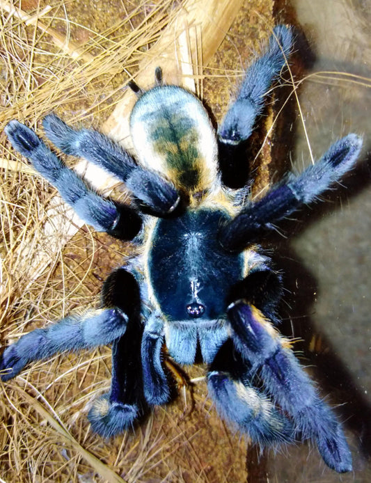 Ornithoctonus sp. Ranong Blue".5”