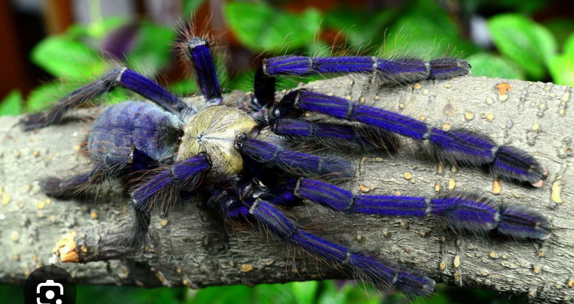 The Blue & spicy sling pack ( 1 o. Violaceopes 1” & 1 m lividus.75”)