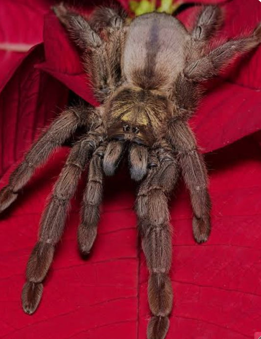Psalmopoeus langenbucheri (Venezuelan Chevron)1”