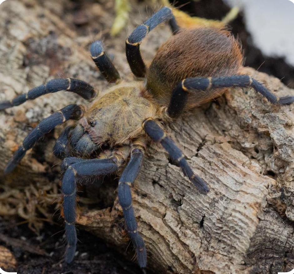 Cyclosternum sp Aureum( Blue lightning tarantula) .75”