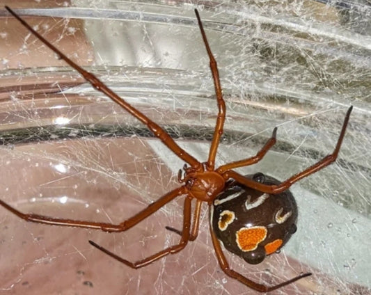 Latrodectus bishopi (red widow spider).125-.25” freebie over 75$