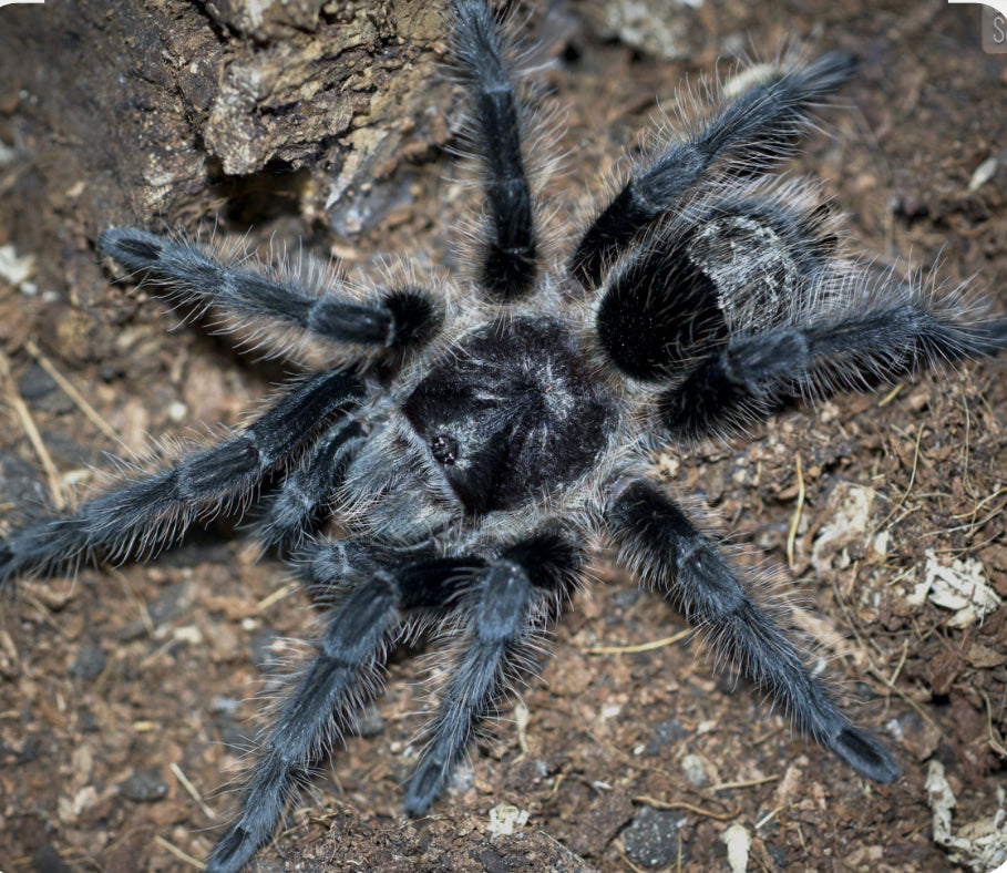 Grammostola grossa(Guarani giant).75”