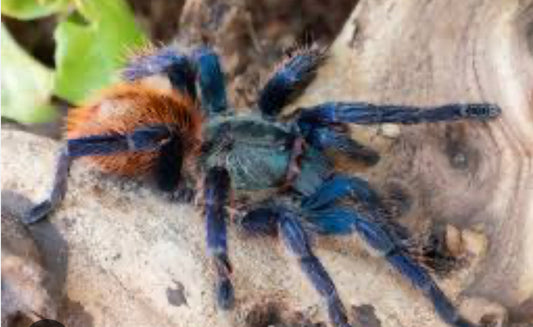 The Beauty and the Pumpkin sling pack(1 Gbb .75” 1 Hapalopus formosus.25-.5”)