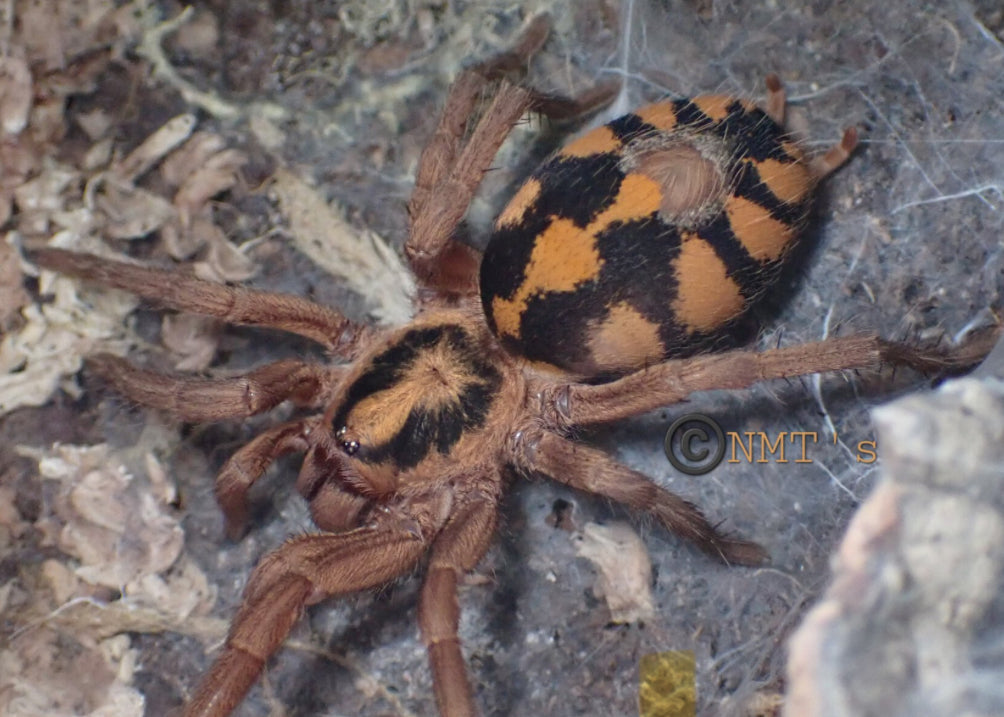 The Beauty and the Pumpkin sling pack(1 Gbb .75” 1 Hapalopus formosus.25-.5”)