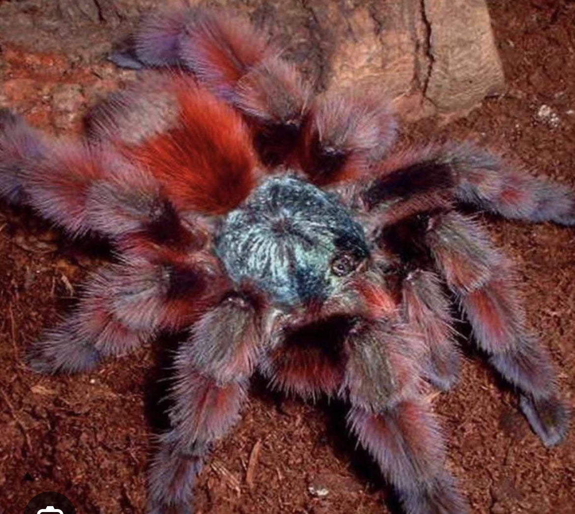 The arboreal bundle(1 caribena versicolor & 1 Avicularia minatrix .5”)