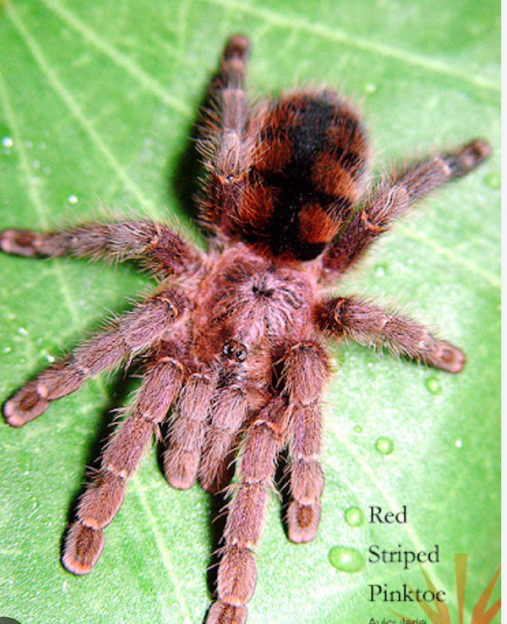 The arboreal bundle(1 caribena versicolor & 1 Avicularia minatrix .5”)